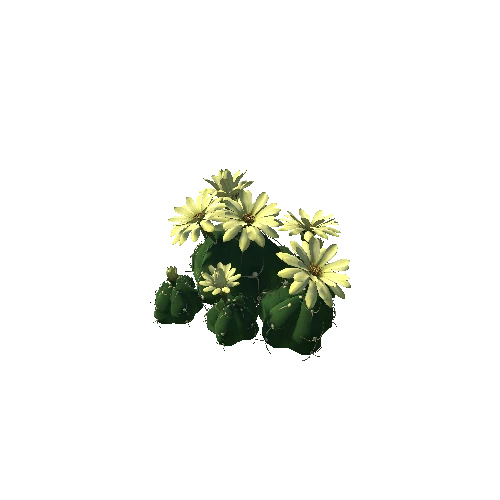Flower Gymnocalycium horstii 3